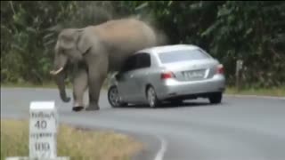 ماشین سواری فیل غول پیکر بسیار دیدنی