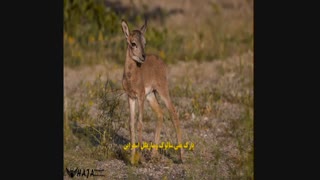 آثارتاریخی و دیدنی های شهر اسفراین