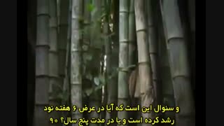 صبور باش... موفقیت حاصل سالها رشد است