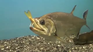 گرسنگی بد دردی است ماهی اگر گرسنه باشد ماهی دیگر را خیلی راحت می خورد ببینید