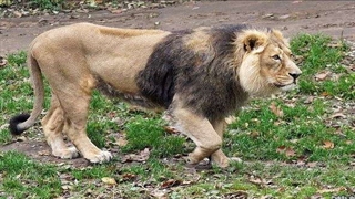 پس از ۸۰ سال؛ غرش دوباره شیر ایرانی