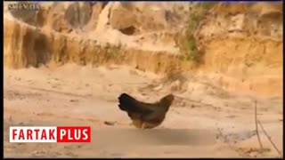 جنگ مرغ با عقاب برای حفاظت از جوجه‌های خود