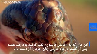 مار سه چشم استرالیایی مرد