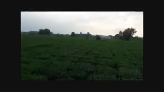 باغ چای در لاهیجان