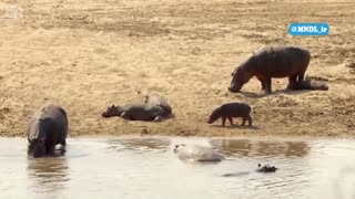 مستند شکارچیان آفریقا با دوبله فارسی - قسمت 3