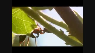 GRASSHOPPER & ANTS