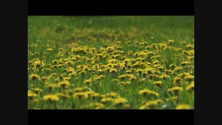 آرامش، ریلکسیشن و مدیتیشن با صدای طبیعیت