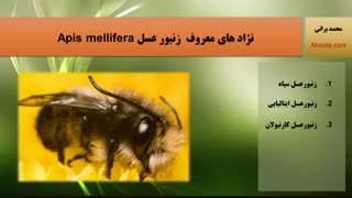 شناخت کامل زنبورعسل