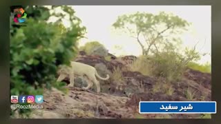 اگر این حیوانات را دریابید، شما صاحب یک میلیون دالر (دلار) خواهید شد