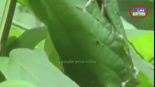 بافنده دکتر پوست