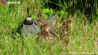 ویدیو آشنایی با بلدرچینها ( Coturnix coturnix )