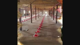 فروش تجهیزات مرغداری دستگاه جوجه کشی وتخم نطفه دار