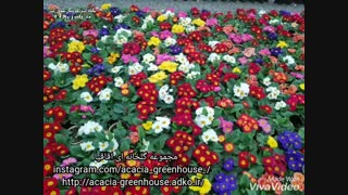 مجموعه گلخانه ای اقاقیا در کرج