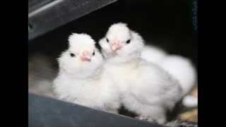 فروش تخم مرغ شاخدار زینتی شرکت آریا طیور