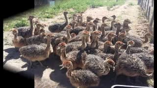 فروش تخم شترمرغ خوراکی و نطفه دار