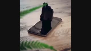 محتوای ویدیویی تبلیغات در اینستاگرام کوک موبایل