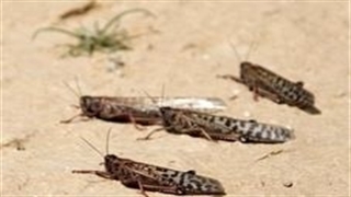 ملخ‌ها به ۱۰۰ کیلومتری تهران رسیدند