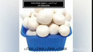 ظروف بسته بندی قارچ در اندازه و رنگ ها ی مختلف