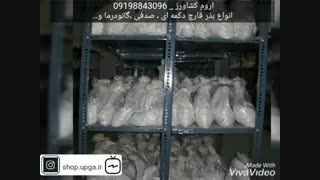 تولید وفروش بذر قارچ های خوراکی