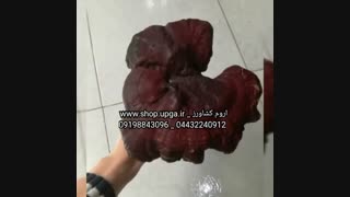 پودر گانودرما ( 100% خالص )