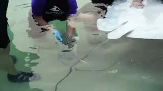 زایمان سفره ماهی عقابی