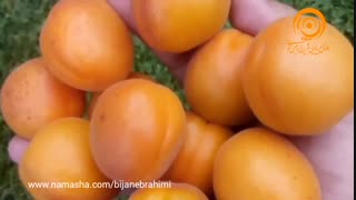 موزیک بیکلام و باکلام