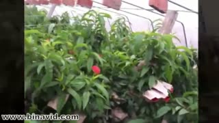 گلخانه شلیل و هلو جهت مشاهده فیلم های بیشتر به سایت زیر مراجعه کنید https://www.binavid.com