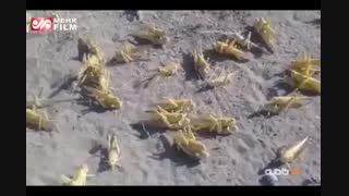 تخم‎ریزی ملخ‌های صحرایی در ایران