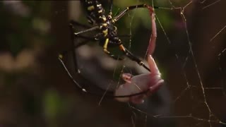 شکار قورباغه توسط عنکبوت