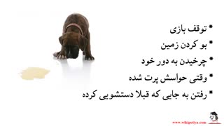 آموزش محل دستشویی به سگ