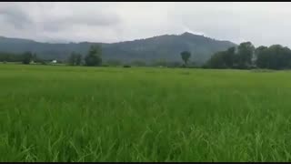 پیچ و تاب برنج در شالیزارهای ازبرم سیاهکل