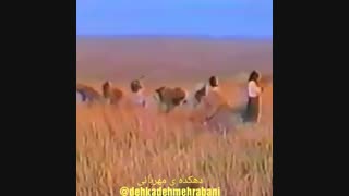 برداشت گندم با داس