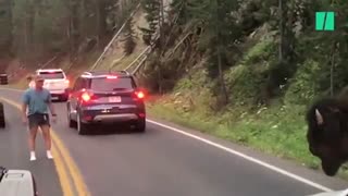 عبور بوفالو از جاده شلوغ